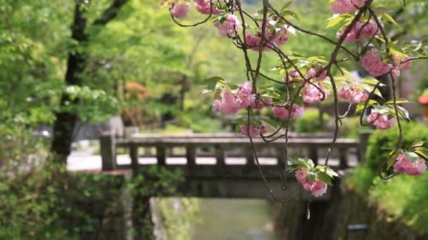 Cherry blossom closeup walk — Stock Video