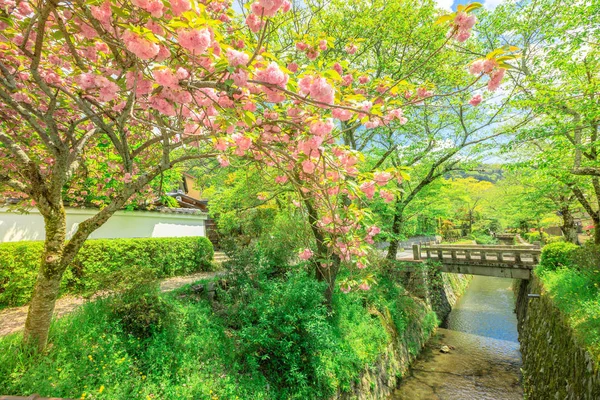 Filósofos Caminar flor de cerezo —  Fotos de Stock