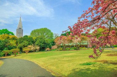 Shinjuku gyoen Ulusal Bahçe