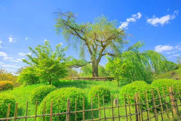 円山公園の桜の木 — ストック写真