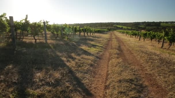 Weinregion Australien — Stockvideo