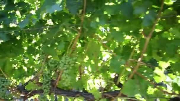 Uvas brancas em videira — Vídeo de Stock