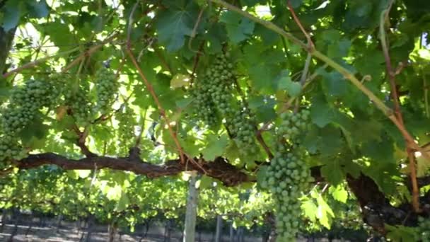 Raisins sur le panorama de la vigne — Video