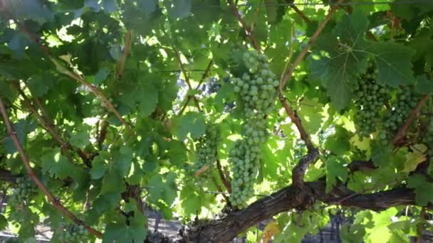 Witte druiven opknoping bij zonsondergang — Stockvideo
