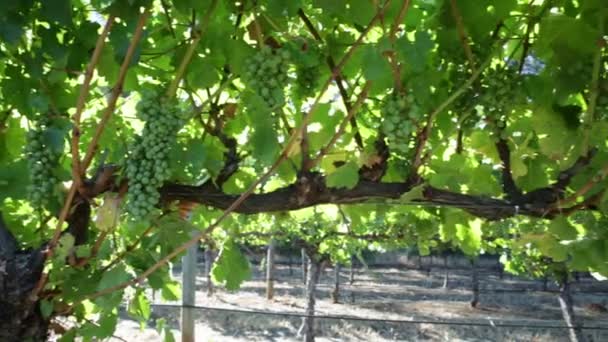 Panorama das uvas de vinho — Vídeo de Stock