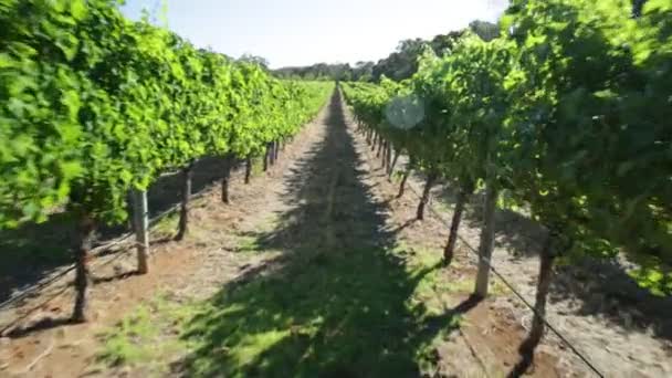 Nyugat-Ausztrália Vineyard — Stock videók