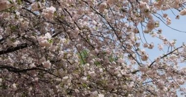 Shinjuku Gyoen Tokyo