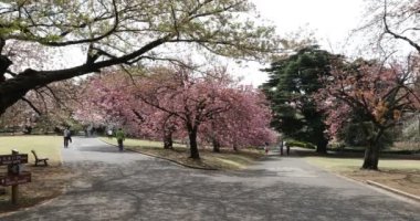 Tokyo 'daki Japon bahçesi.