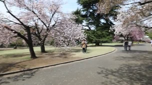 Shinjuku gyoen mit Kirschblüte — Stockvideo