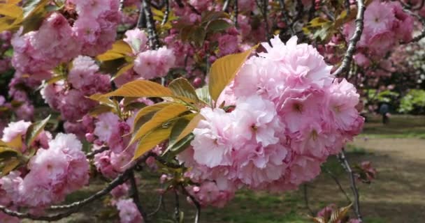 Shinjuku Gyoen Tokyo — Stok video