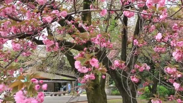 Roze sakura achtergrond — Stockvideo