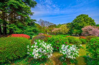Shinjuku Gyoen bahar