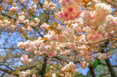 pembe sakura arka plan