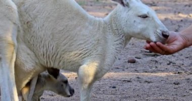 Kanguru elinden yemek