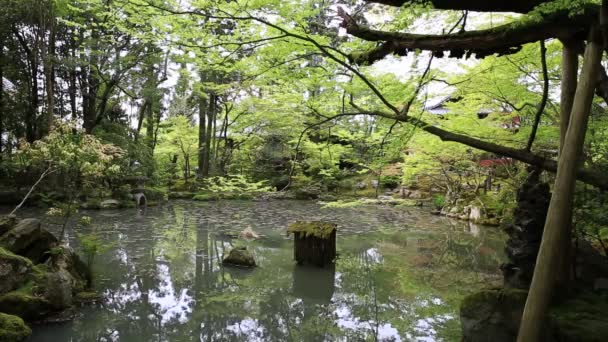 Nanzen-ji kırmızı akçaağaç — Stok video