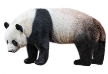 Dev Panda ayakta