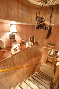 Kedi Kafe Tokyo