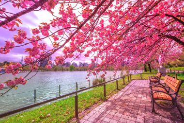 Hanami Ueno Park