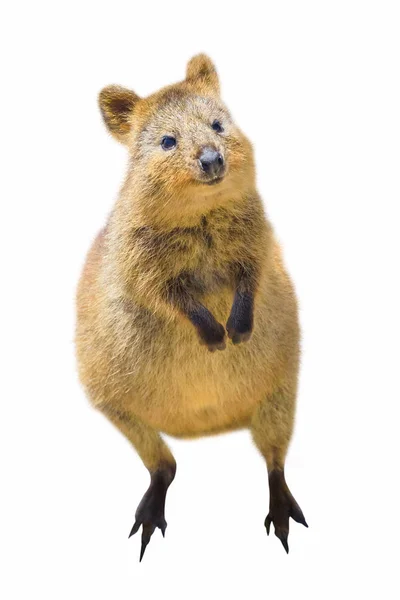 Quokka üzerinde beyaz izole — Stok fotoğraf