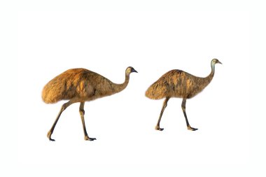 İki Emu izole