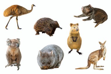 Australian animals isolated clipart