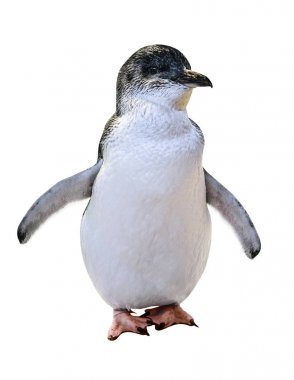 Küçük Avustralya penguen