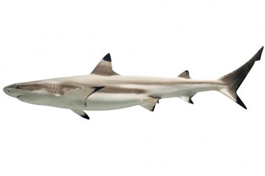 Avustralya blacktip shark