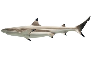 Australian blacktip shark clipart