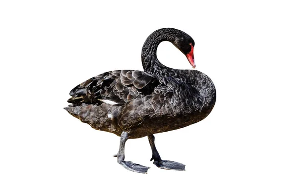 Black Swan isolated — Stock Photo, Image