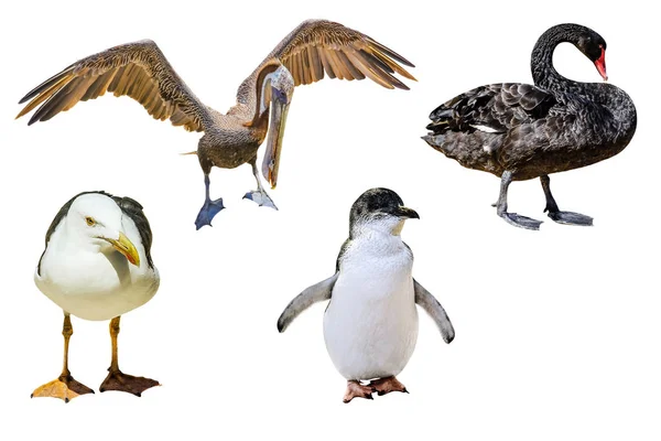 Австралійський птахів, ізольовані — стокове фото