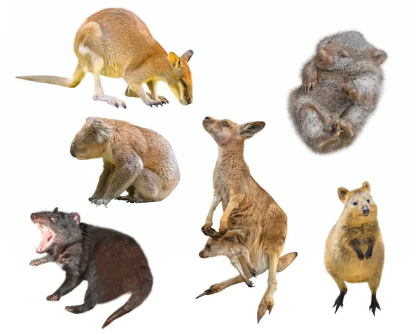 Australische buideldieren geïsoleerd — Stockfoto