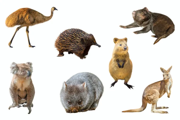 Animaux australiens isolés — Photo