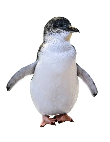 Pequeño pingüino australiano —  Fotos de Stock