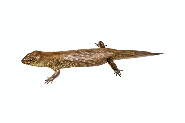 Kral'ın skink kertenkele — Stok fotoğraf