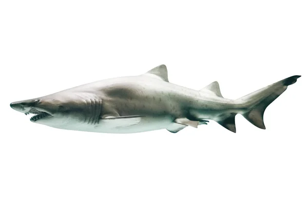 Great White Shark — Stock Photo, Image