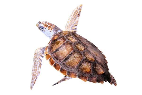 Green Sea Turtle — Stock Photo, Image