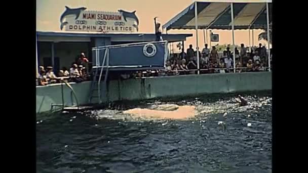 Pokaz delfinów w Miami — Wideo stockowe