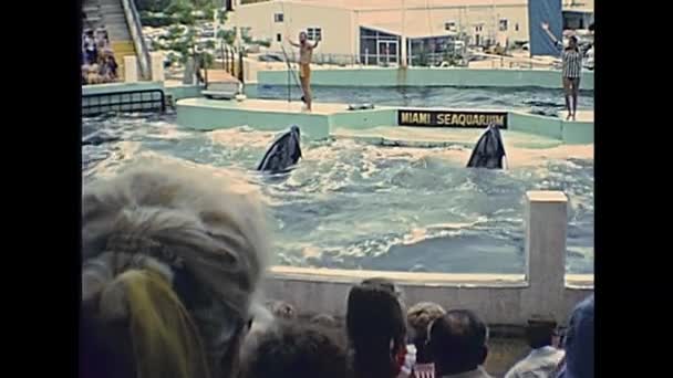 Miami killer whale Pokaż — Wideo stockowe