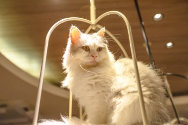 safkan Ankara kedi