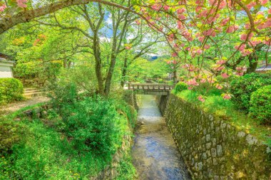 Filozoflar Sakura Yürüyüşü