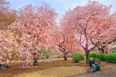 Shinjuku Gyoen Hanami