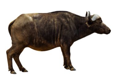 Siyah izole Buffalo