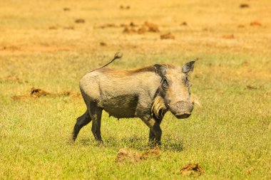 Addo N.P Warthog.