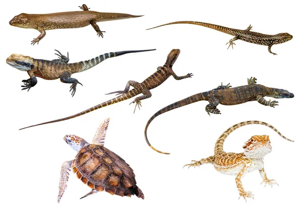 Australian reptiles isolated — Stock Photo, Image