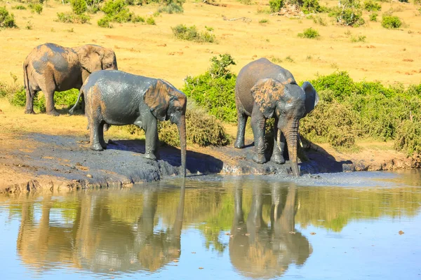 Elefantes africanos bebiendo — Foto de Stock