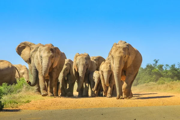 Слоны, идущие по Южной Африке — стоковое фото