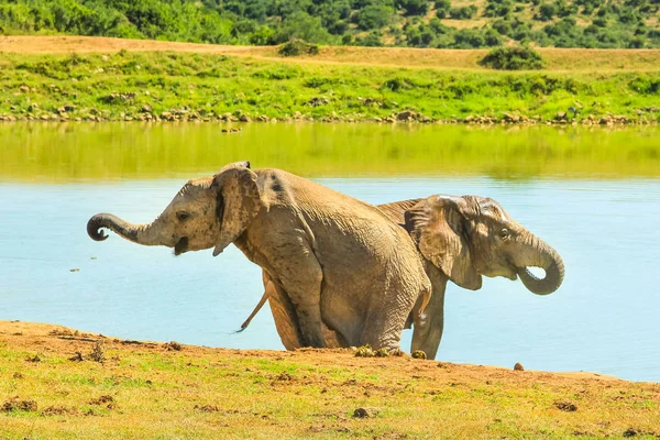 Afrikaanse olifanten Zuid-Afrika — Stockfoto