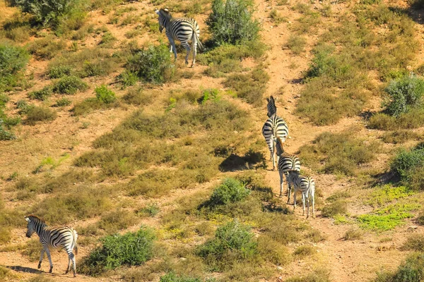 Zebra vista aerea in esecuzione — Foto Stock