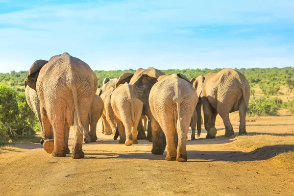 Afrykańskich słoni spaceru — Zdjęcie stockowe