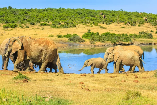 Семейные слоны в ЮАР — стоковое фото